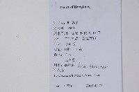 針刺草藏品圖，第2張