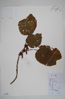 多毛板凳果藏品圖，第1張