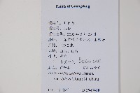 多毛板凳果藏品圖，第2張