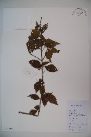 莢迷藏品圖，第1張