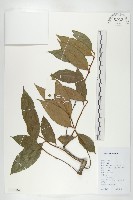 延平柿藏品圖，第3張