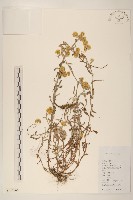 秋鼠麴草藏品圖，第1張