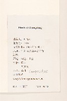 秋鼠麴草藏品圖，第2張