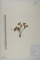 茯苓菜藏品圖，第1張