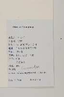 茯苓菜藏品圖，第2張