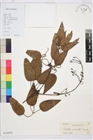 小木通藏品圖，第1張