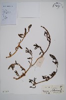 海馬齒藏品圖，第1張