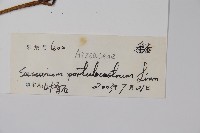 海馬齒藏品圖，第2張