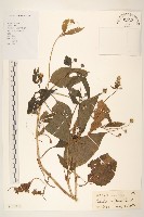 雙花蟛蜞菊藏品圖，第1張