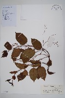 帘子藤藏品圖，第1張