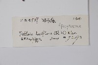 帘子藤藏品圖，第2張