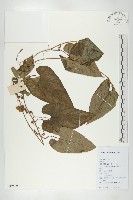 大苞赤瓟藏品圖，第1張