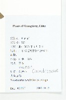 大苞赤瓟藏品圖，第2張