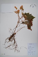 裂葉秋海棠藏品圖，第1張