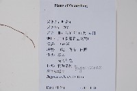 裂葉秋海棠藏品圖，第2張