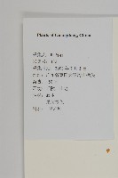 南華南蛇藤，青江藤藏品圖，第2張