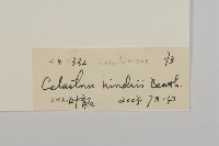 南華南蛇藤，青江藤藏品圖，第3張