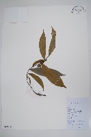 毛鷹爪藏品圖，第1張