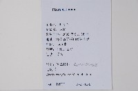 毛鷹爪藏品圖，第2張