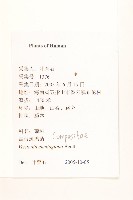 細脈斑鳩菊、毒根斑鳩菊藏品圖，第2張