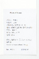 錫葉藤藏品圖，第2張