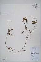 海南山牽牛藏品圖，第1張