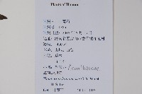 海南山牽牛藏品圖，第2張