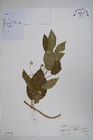 纖冠藤藏品圖，第1張