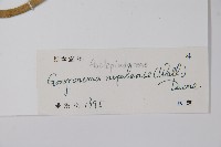 纖冠藤藏品圖，第2張