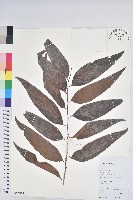 登錄號:S126960藏品圖，第1張