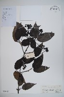 登錄號:S126963藏品圖，第1張