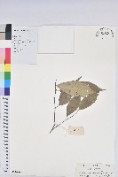 雲南銀柴藏品圖，第1張