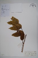 橄欖藏品圖，第1張