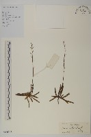 狹葉兔兒風藏品圖，第1張