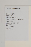 狹葉兔兒風藏品圖，第2張