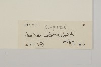 狹葉兔兒風藏品圖，第3張