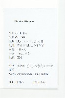 茅瓜藏品圖，第2張