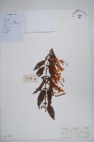 大花忍冬藏品圖，第1張