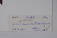 大花忍冬藏品圖，第2張