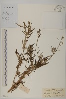 艾、五月艾藏品圖，第1張
