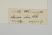 艾、五月艾藏品圖，第3張