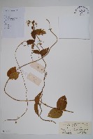 三分丹藏品圖，第1張