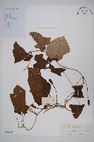 大鄧伯花藏品圖，第1張