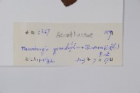 大鄧伯花藏品圖，第2張