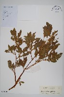 刺莧藏品圖，第1張