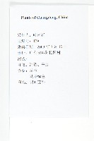 錫葉藤藏品圖，第2張