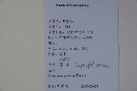 忍冬、金銀花藏品圖，第2張