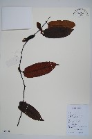 美麗獼猴桃藏品圖，第1張