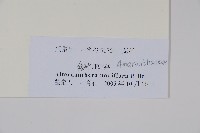 節節花藏品圖，第2張