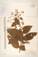 茄葉斑鳩菊藏品圖，第1張